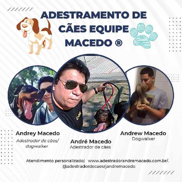 Adestramento de cães rj